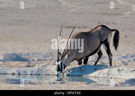 Gemsbok (Oryx gazella), bere a Waterhole, il Parco Nazionale di Etosha, Namibia, Africa Foto Stock