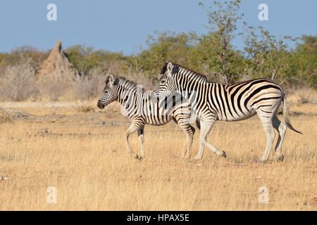 La Burchell zebre (Equus quagga burchellii), adulto e il puledro trottare, il Parco Nazionale di Etosha, Namibia, Africa Foto Stock