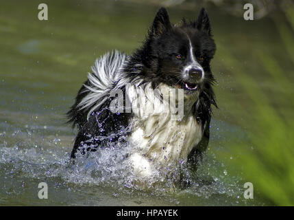 Hund springt durch wasser Foto Stock