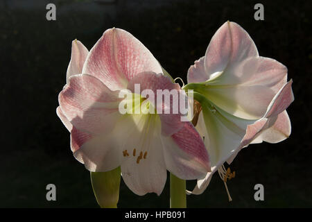 Due fiori Amaryllis (retro-illuminato) Foto Stock