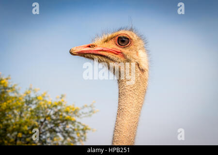 Foto di pelose faccia di struzzo con un occhio staring close up contro il cielo blu Foto Stock