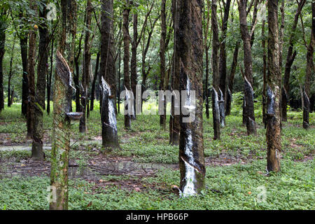 Para la piantagione di alberi 'Hevea Brasiliensis', lattice gocciolamento di sap nella vaschetta di raccolta. Ombra con luce solare filtrata. Foto Stock