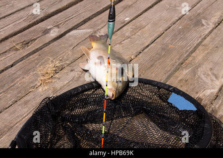 Carpa in rete. Carpa di cattura. Carp vicino al lago. Foto Stock