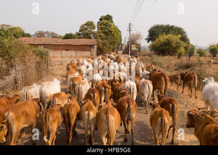 India bestiame bovino; India villaggio scena; Un gregge di mucche sulla strada in un villaggio indiano, Maharashtra Stato, India, Asia Foto Stock