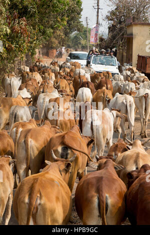 Vacche sulla strada, esempio di agricoltura o di allevamento, nello stato del Maharashtra, India, Asia Foto Stock