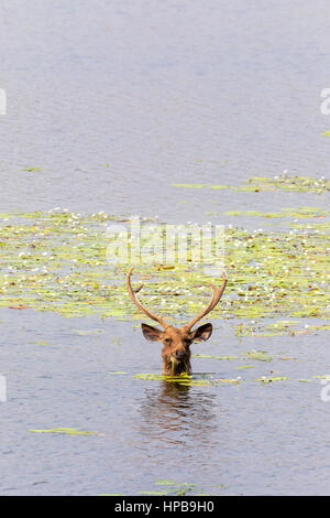 Un cervo Sambar stag ( Rusa unicolor ) alimentazione su lenticchia d'acqua, Tadoba Lago, Tadoba National Park, India, Asia Foto Stock