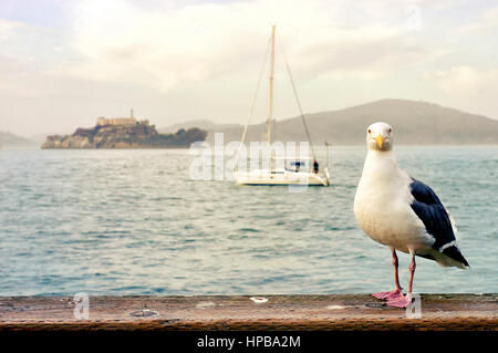 Un gabbiano, barca a vela e una vista dell Isola di Alcatraz. Foto Stock