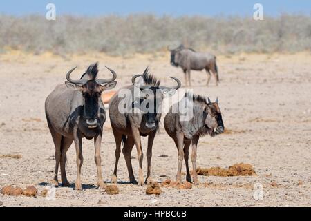 Blu (wildebeests Connochaetes taurinus), adulti e giovani in piedi sulla terra arida, il Parco Nazionale di Etosha, Namibia, Africa Foto Stock