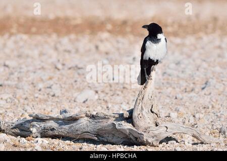 Pied crow (Corvus albus), appollaiato su un albero morto tronco, il Parco Nazionale di Etosha, Namibia, Africa Foto Stock