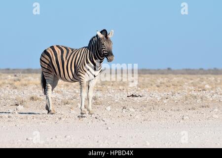 La Burchell zebra (Equus quagga burchellii), in piedi sul suolo pietroso, il Parco Nazionale di Etosha, Namibia, Africa Foto Stock