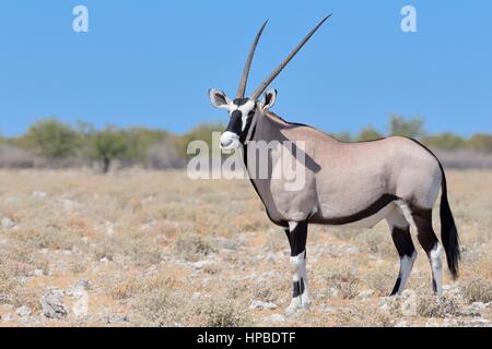 Gemsbok (Oryx gazella), maschio adulto in piedi sul suolo pietroso, il Parco Nazionale di Etosha, Namibia, Africa Foto Stock