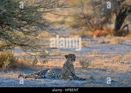 Ghepardo (Acinonyx jubatus), femmina, giacente all'ombra di un albero, attento, il Parco Nazionale di Etosha, Namibia, Africa Foto Stock