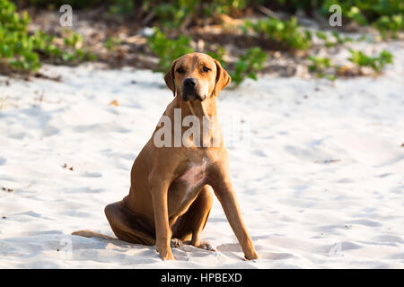 Giovani Fila brasileiro (brasiliano Mastiff) il cane su una spiaggia di sabbia bianca della Gambia Foto Stock