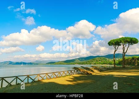 Pino gruppo sulla spiaggia e baia mare sullo sfondo. Punta Ala, Toscana, Italia Foto Stock