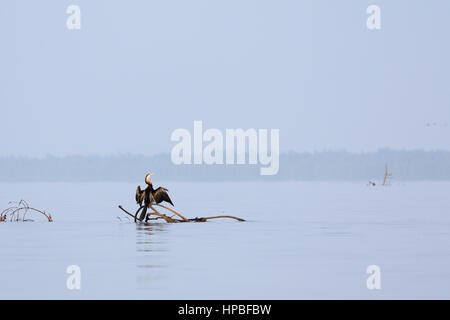 African darter, anhinga rufa, appollaiato su un ramo asciugando le sue ali nei pressi di mangrovie lungo il fiume Gambia Foto Stock