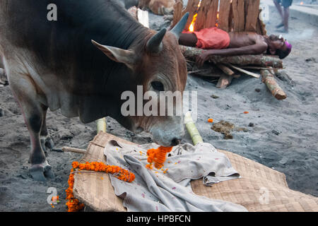 PURI, INDIA: Un toro sacro mangia i fiori del rituale di cremazione nel crematorio Swargadwar a Puri, India. Questo luogo sacro è testimone di enormi folle di devoti, che continuano ad aumentare ogni anno. Foto Stock