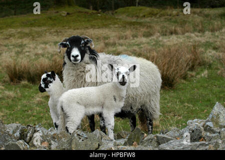 Swaledale pecore in piedi sulle rocce in campo con una coppia di giovani mulo agnelli. Cumbria, Regno Unito. Foto Stock