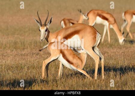 Springboks (Antidorcas marsupialis), femmina allattava il bambino, la mattina presto, Kgalagadi Parco transfrontaliero, Northern Cape, Sud Africa e Africa Foto Stock