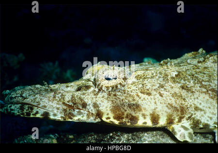Close-up di un mimetizzata crocodilefish (Papilloculiceps longiceps), che mostra i pizzi-come la falda che copre la metà superiore di ciascun occhio. Mar Rosso. Foto Stock
