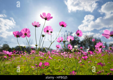 Il cosmo fiori sotto il sole Foto Stock