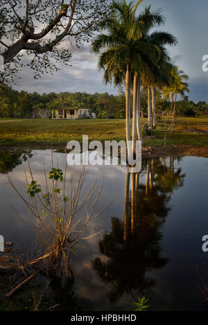 Paesaggio cubano che mostra il palm tree Cuba albero nazionale in un stagno e altre piante, sullo sfondo di una casa agricola. Foto Stock