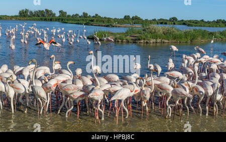 American fenicotteri (Phoenicopterus ruber), Parc Ornithologique du Pont de Gau, Camargue, Francia , in Europa Foto Stock