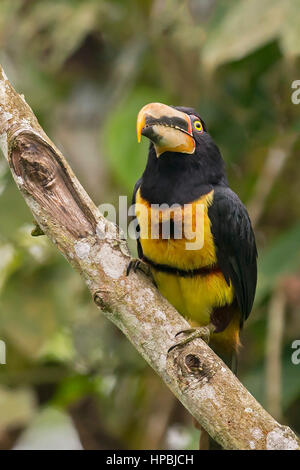 Un pallido fatturati Araçari (Pteroglossus erythropygius), RIO Silanche, Ecuador Foto Stock