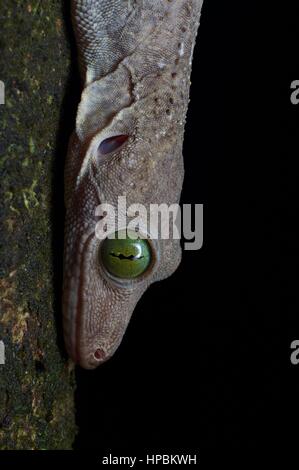 Un Smith's green-eyed Gecko (Gekko smithii) nella foresta pluviale Malese di Notte Foto Stock