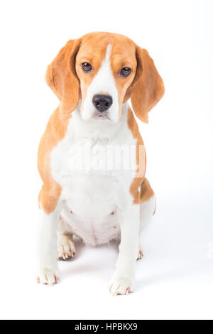 Sana cane beagle sedersi su sfondo bianco Foto Stock