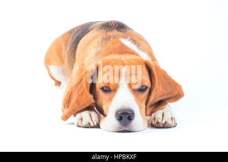 Triste e male cane beagle è la posa e la visione di isolato su bianco Foto Stock