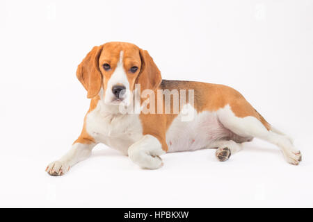 Triste cane Beagle è la posa e la visione di isolato su bianco Foto Stock