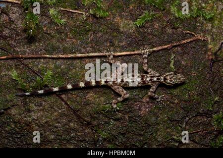 Un Kendall Rock Gecko (Cnemaspis kendallii) su un masso nella foresta pluviale Malese di Notte Foto Stock