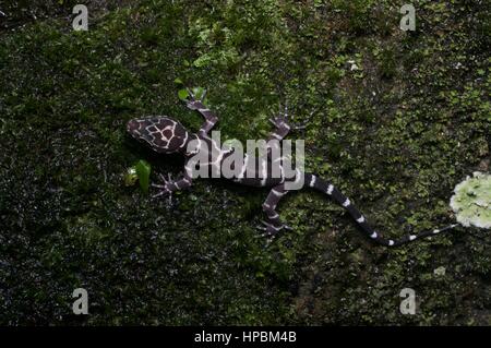 Un bambino Pietro piegato-toed Gecko (Cyrtodactylus consobrinus) nella foresta pluviale Malese di Notte Foto Stock