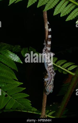 Un piegato in marmo-toed Gecko (Cyrtodactylus quadrivirgatus) nella foresta pluviale Malese di Notte Foto Stock