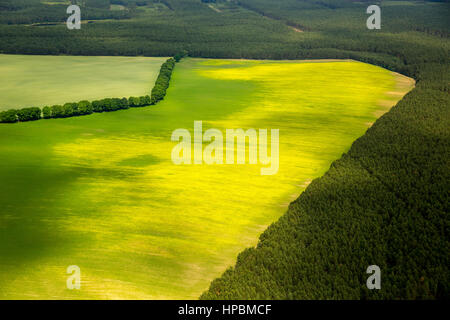 Gmina Czarna Dąbrówka, campi cornfields, foreste, boschi costieri Pomerania posteriore, Mar Baltico, Pomorskie, Polonia Foto Stock