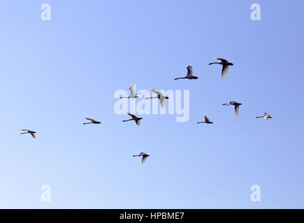 Famiglia di oche in volo in molla blu cielo, v-formazione Foto Stock