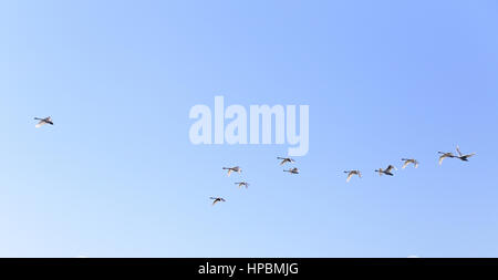 Le oche in volo in molla blu cielo, v-formazione Foto Stock