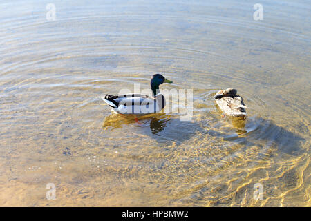 Due anatre in acqua clear lake Foto Stock