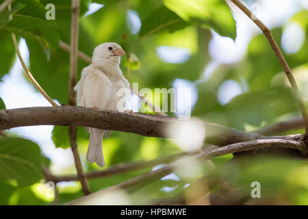 Albino Eurasian Tree Sparrow appollaiate su albero Foto Stock