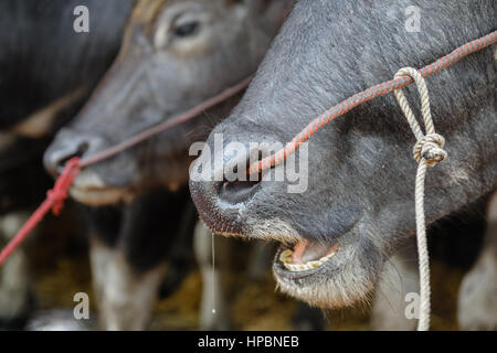 Closeup Thai buffalo del naso, abstract parti di animale Foto Stock