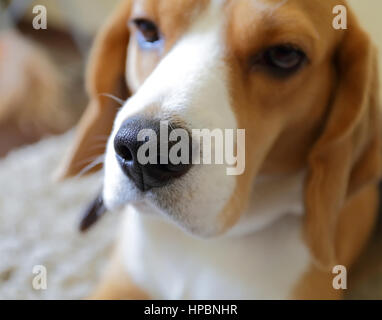 Ravvicinata di un cane beagle naso nero su sfondo sfocato Foto Stock