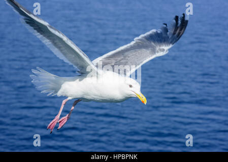 Closeup seagull in Hokkaido, Giappone. In uccelli selvatici Foto Stock