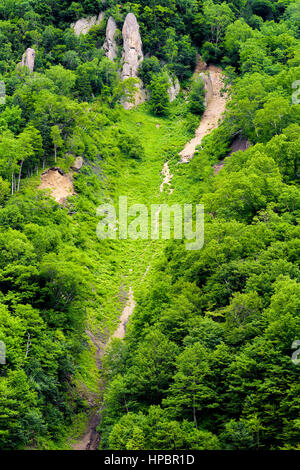 Abstract fresco verde albero in primavera, natura backgorund Foto Stock