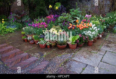 Colorato Great Dixter molla display della lampadina Foto Stock