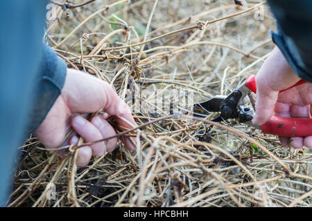 Incolto piante rampicanti - uomo utilizzando secateurs al disco di potare ricoperta la clematide montana in inverno Foto Stock