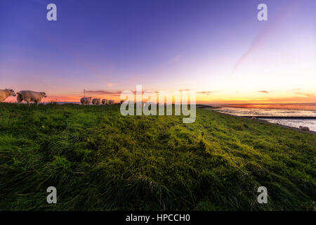 Le pecore sulla diga di sunrise. Catturato vicino a Ostbense. Foto Stock