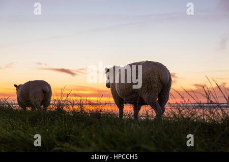 Le pecore sulla diga di sunrise. Catturato vicino a Ostbense. Foto Stock