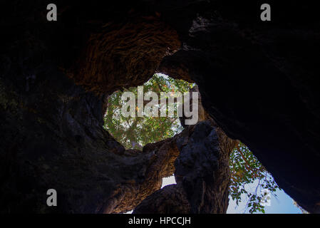 All'interno di una cava gigante tingle tree vicino Walpole, Australia occidentale Foto Stock