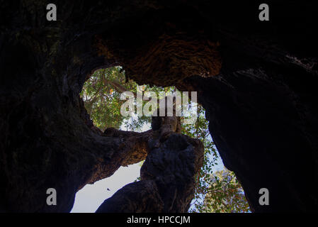 All'interno di una cava gigante tingle tree vicino Walpole, Australia occidentale Foto Stock