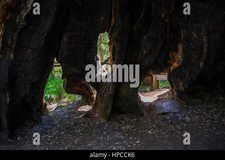 Trunk incavate di un gigante di tingle tree vicino Walpole, Australia occidentale Foto Stock